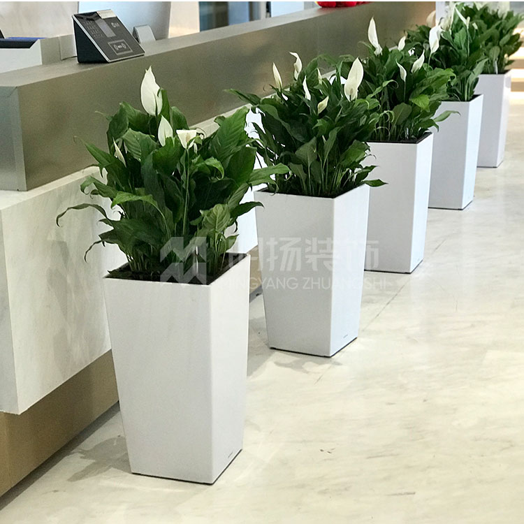 辦公室綠植的好處.jpg 辦公室綠植的好處.jpg